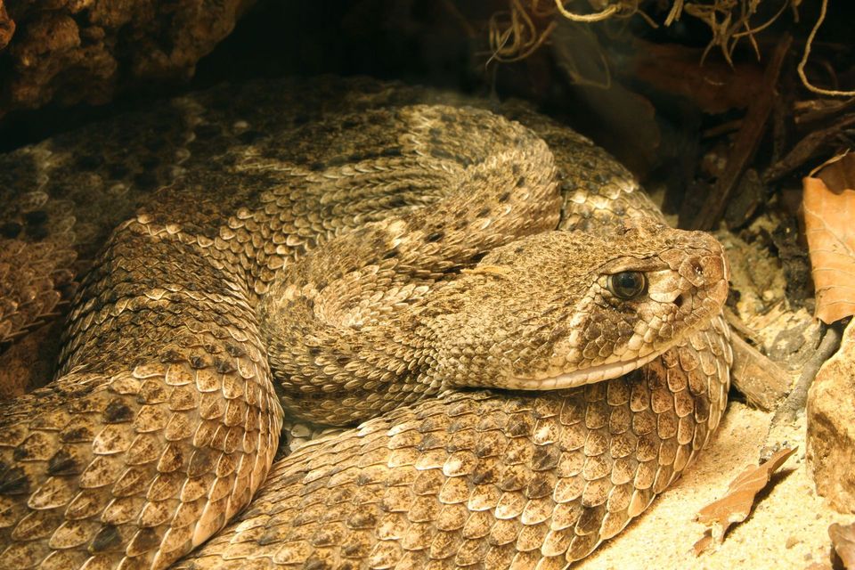 Diamondback Rattlesnake in Guadalupe Mountains National Park