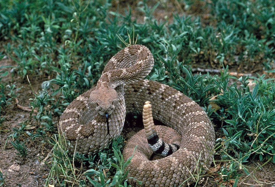 Diamond-backed Rattlesnake wildlife guide for Big Bend National Park