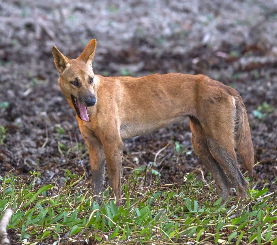 Dingo in Karijini National Park