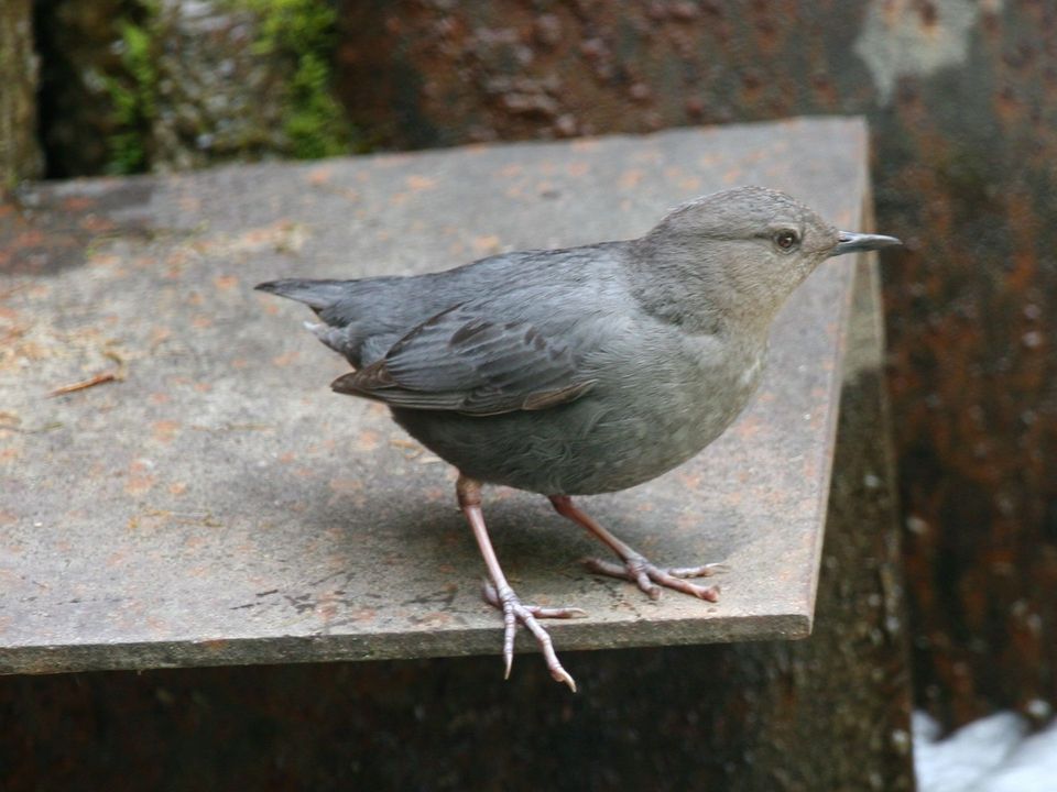 Dipper in Killarney National Park