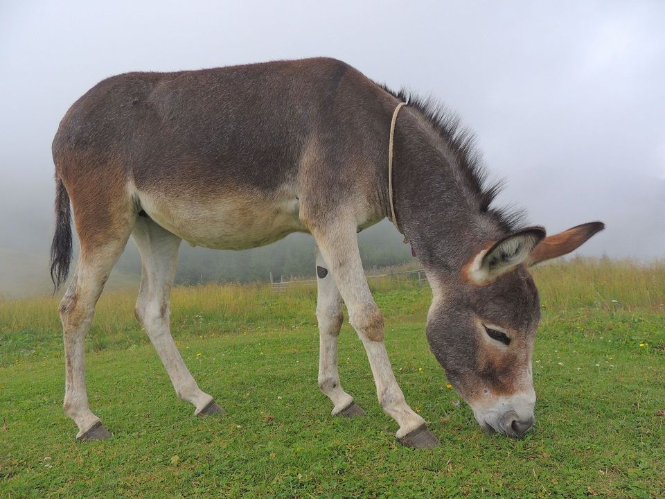 Donkey wildlife guide for Big Bend National Park