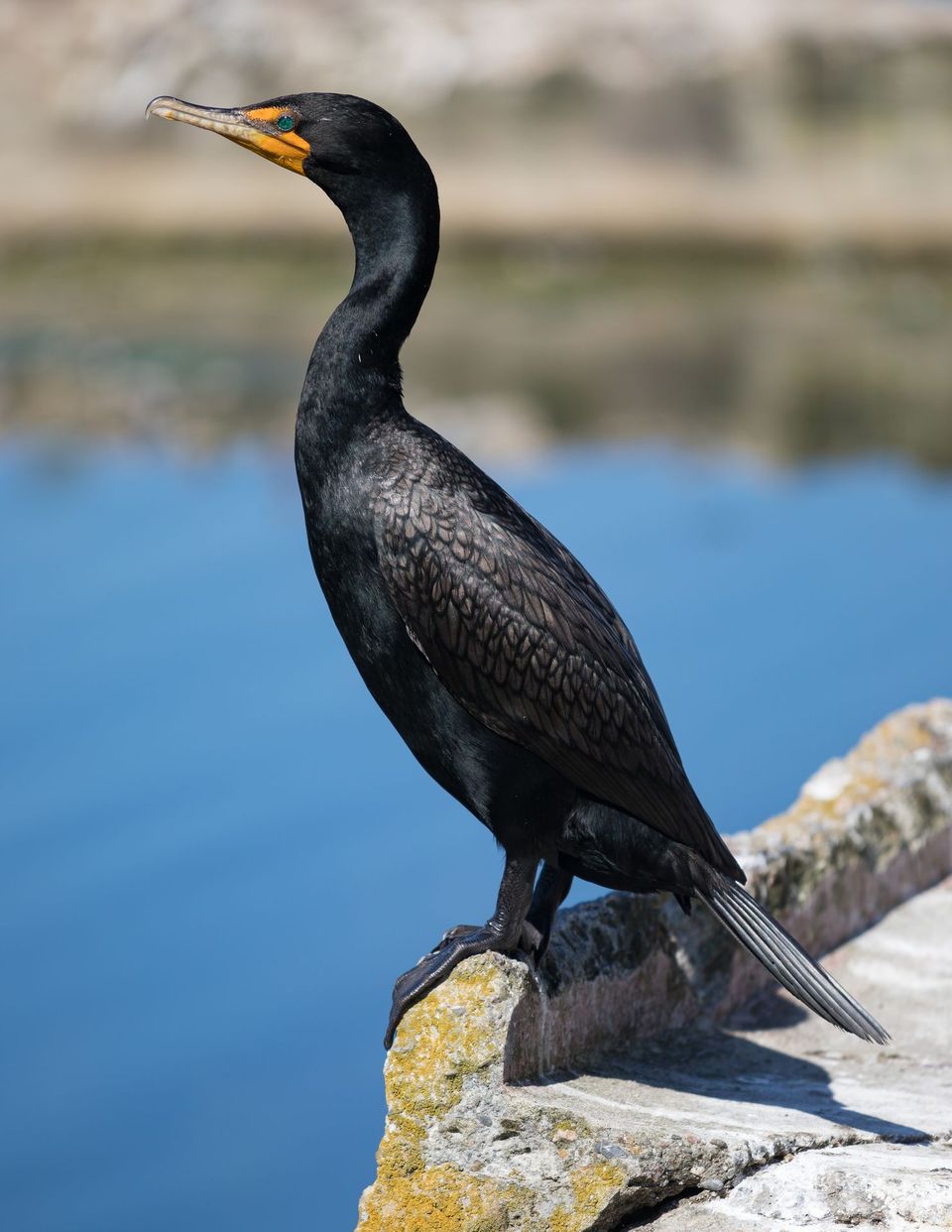 Double-crested Cormorant wildlife guide for Biscayne National Park