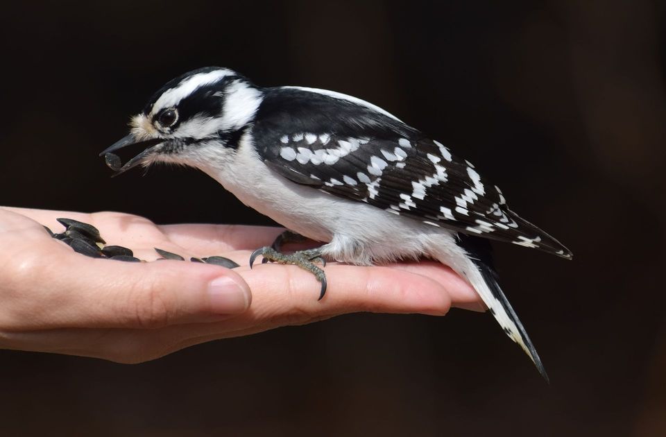 Downy Woodpecker wildlife guide for Cape Breton Highlands National Park