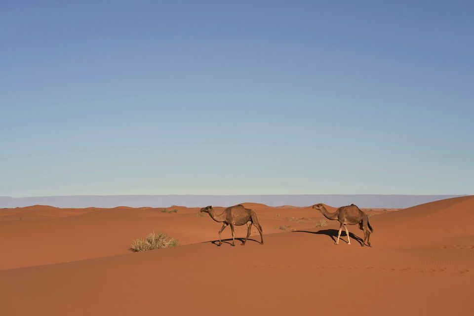 Dromedary Camel in Uluru-Kata Tjuta National Park