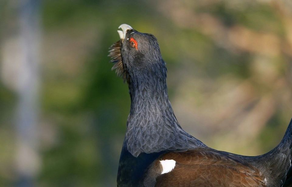 Dusky Grouse in Great Basin National Park