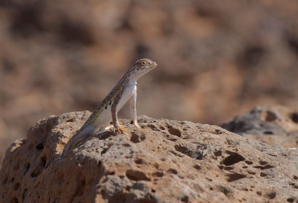 Earless Lizard wildlife guide for White Sands National Park