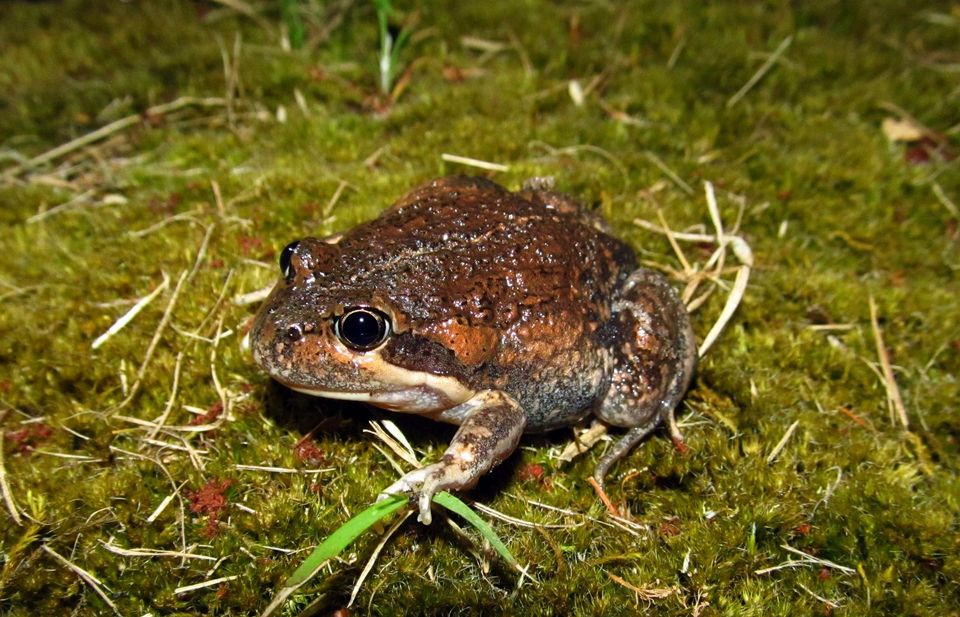 Eastern Banjo Frog