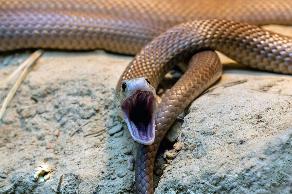 Eastern Brown Snake in Royal National Park