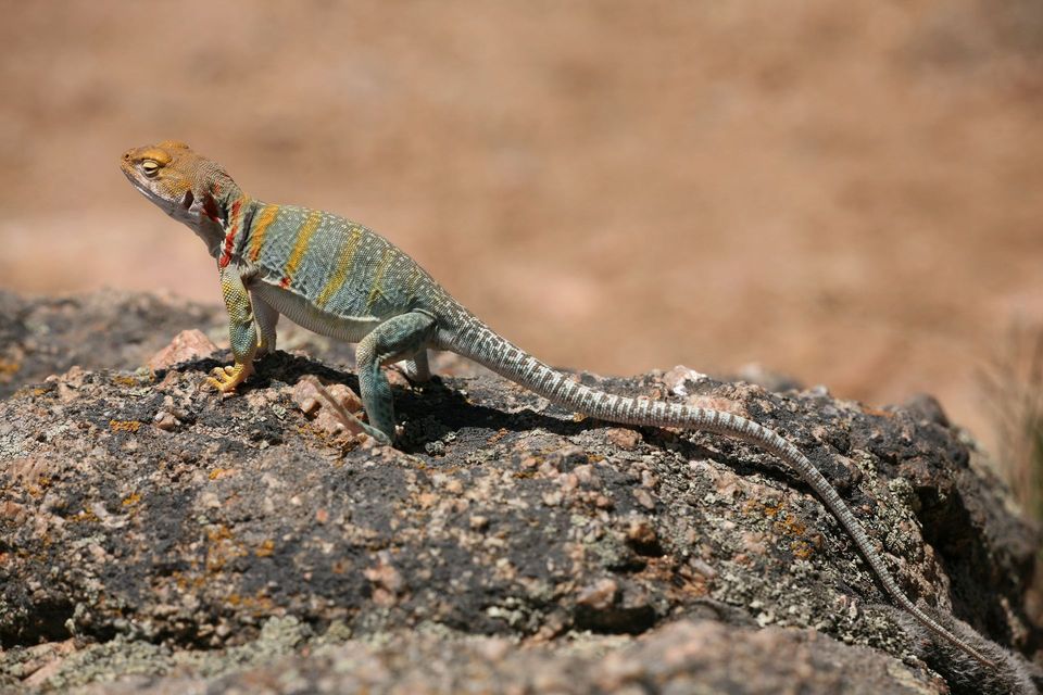Eastern Collared Lizard wildlife guide for Saguaro National Park