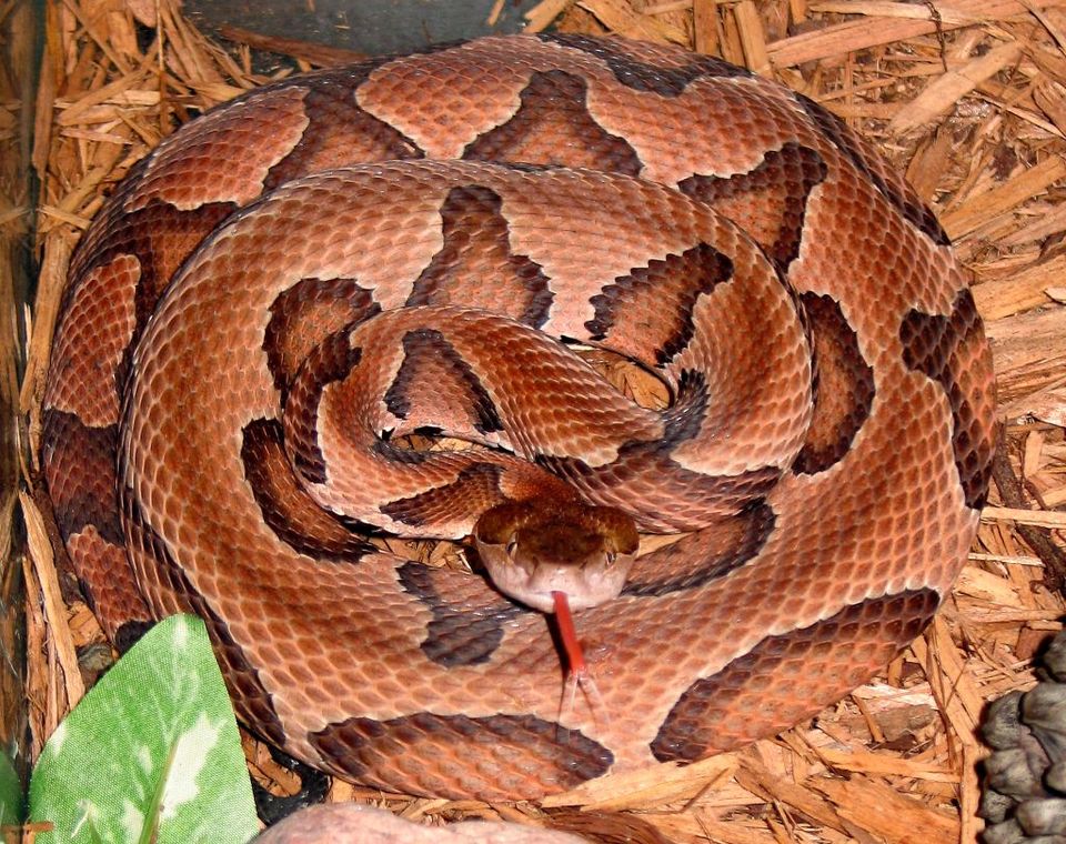 Eastern Copperhead wildlife guide for Great Smoky Mountains National Park
