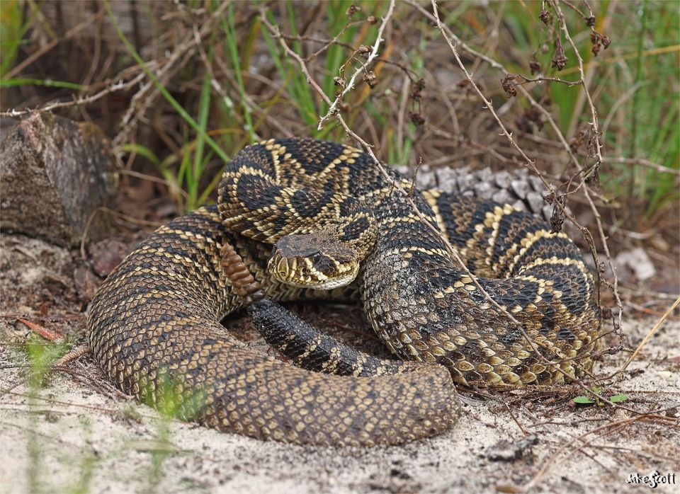Eastern Diamondback Rattlesnake wildlife guide for Everglades National Park