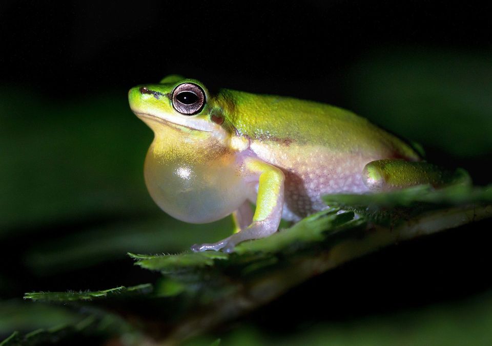 Eastern Dwarf Tree Frog wildlife guide for Royal National Park