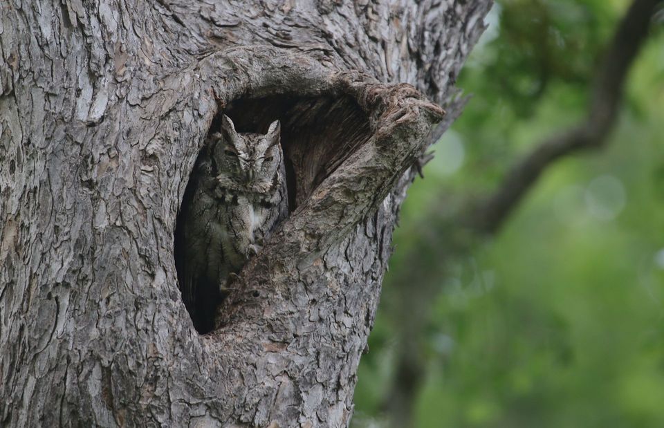 Eastern Screech-Owl wildlife guide for Cuyahoga Valley National Park