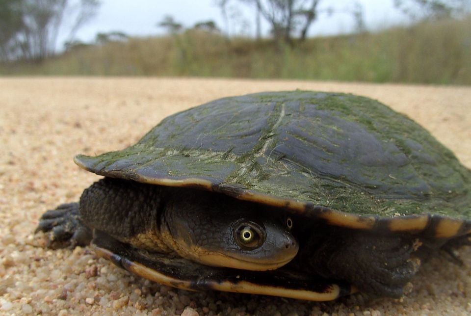 Eastern Snake-necked Turtle