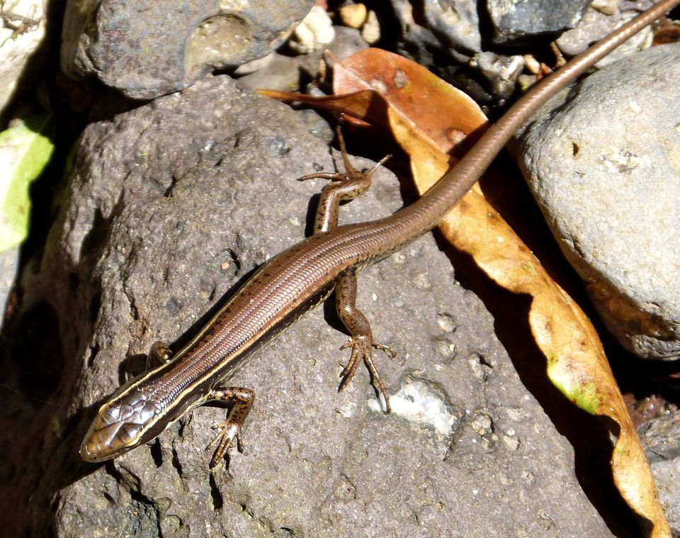 Eastern Water Skink wildlife guide for Blue Mountains National Park