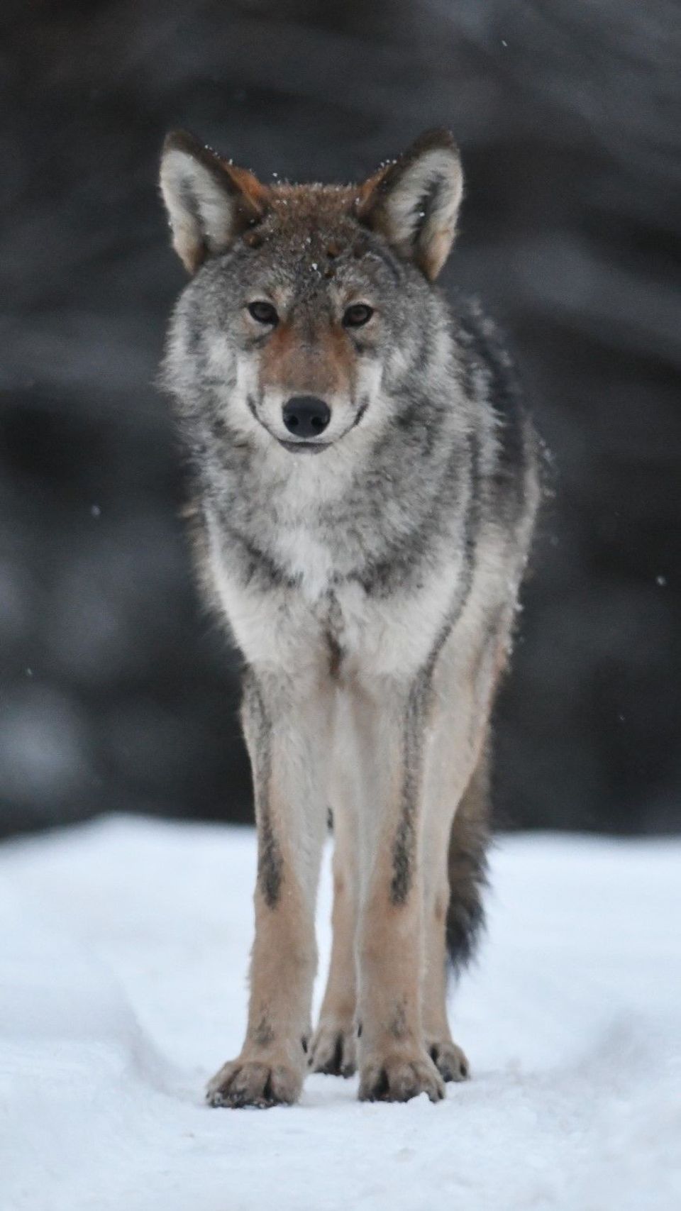 Eastern Wolf in Algonquin Provincial Park