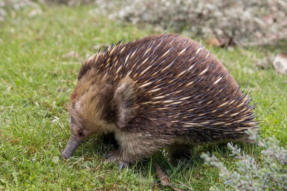 Echidna in Blue Mountains National Park