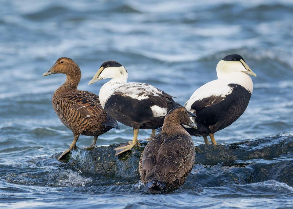 Eider wildlife guide for Cape Cod National Seashore