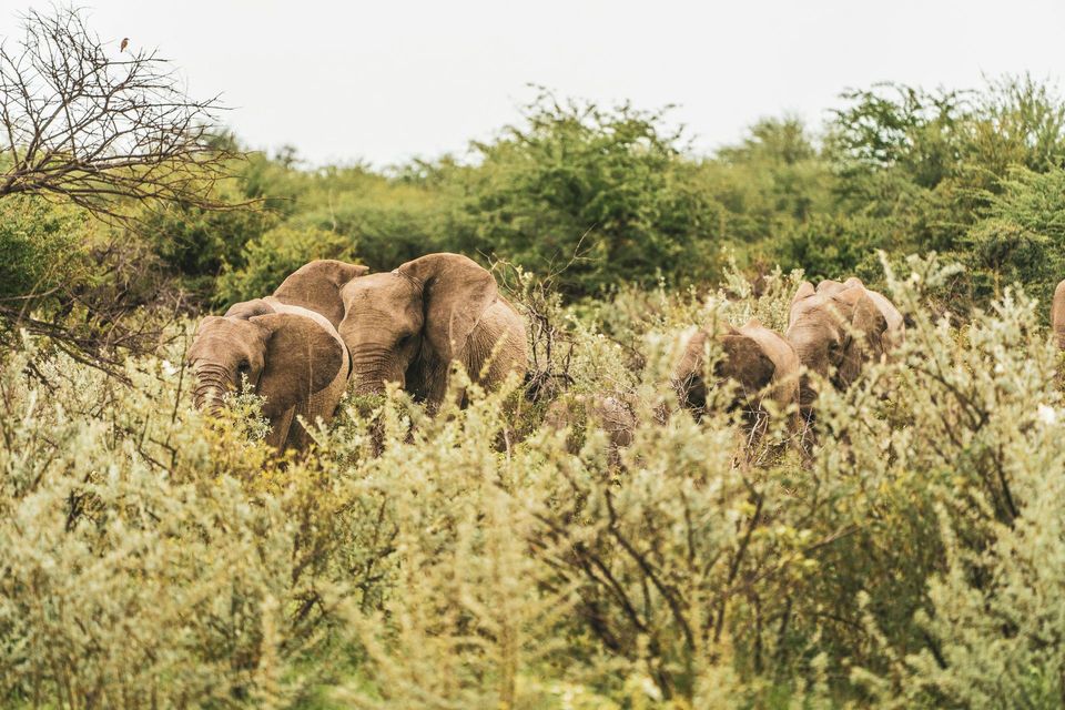Elephant in Kruger National Park