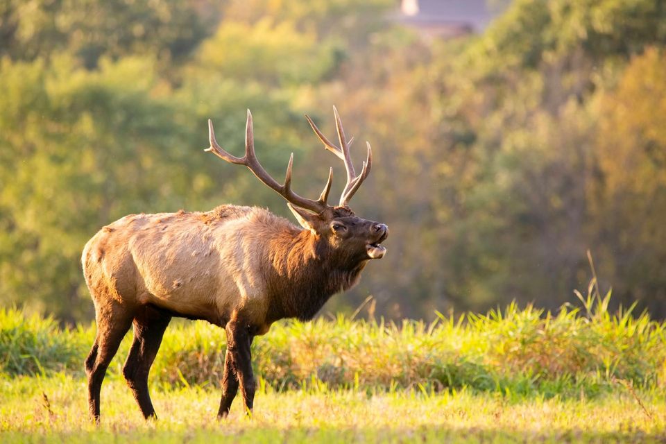 Elk in Blue Ridge Parkway
