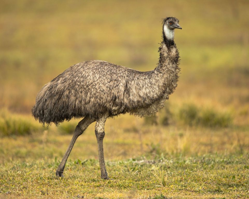 Emu in Kalbarri National Park