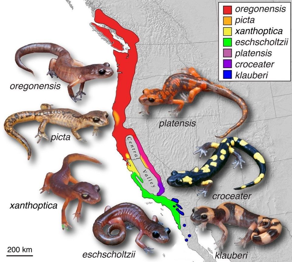Ensatina wildlife guide for Pfeiffer Big Sur State Park