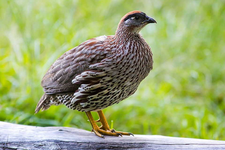 Erckel's Spurfowl wildlife guide for Hawaiʻi Volcanoes National Park