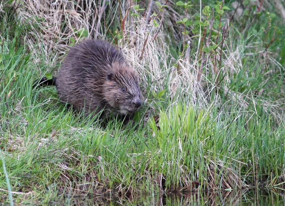 Eurasian Beaver