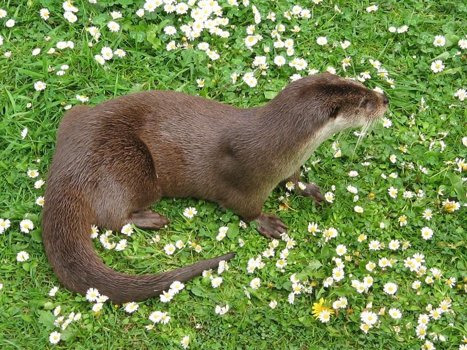 Eurasian Otter