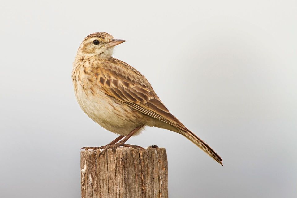 Eurasian Skylark in Haleakalā National Park