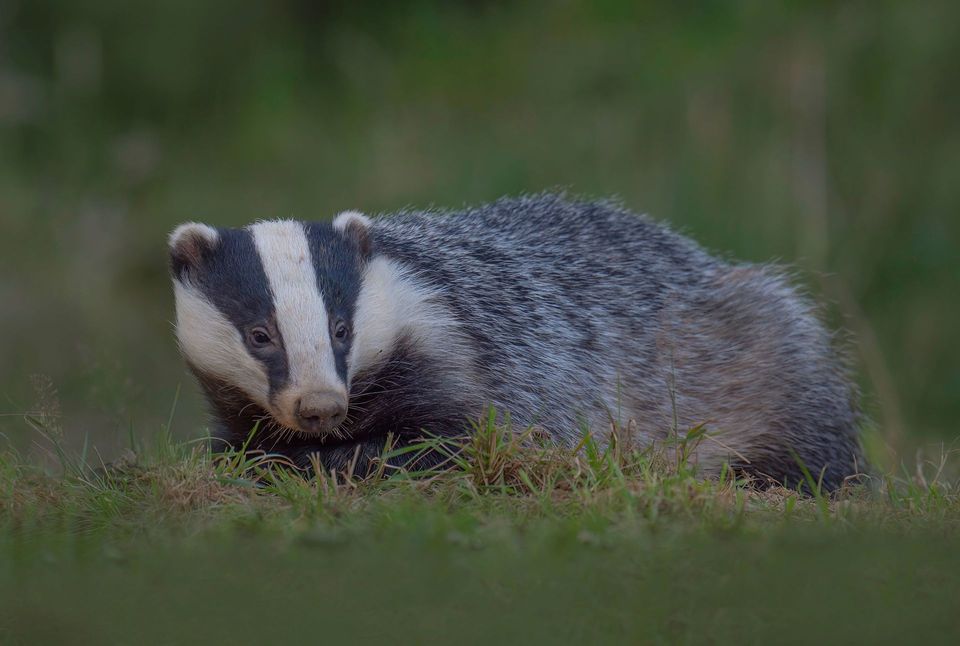 European Badger