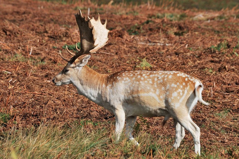 European Fallow Deer