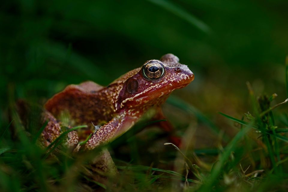 European Frog in Berchtesgaden National Park