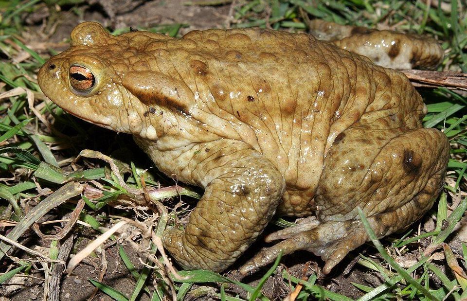 European Toad wildlife guide for Plitvice Lakes National Park