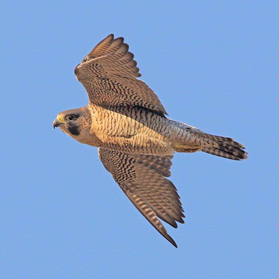 Falcon in Fiordland National Park