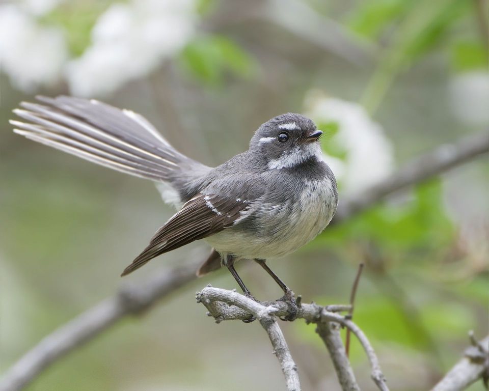 Fantail in Nelson Lakes National Park