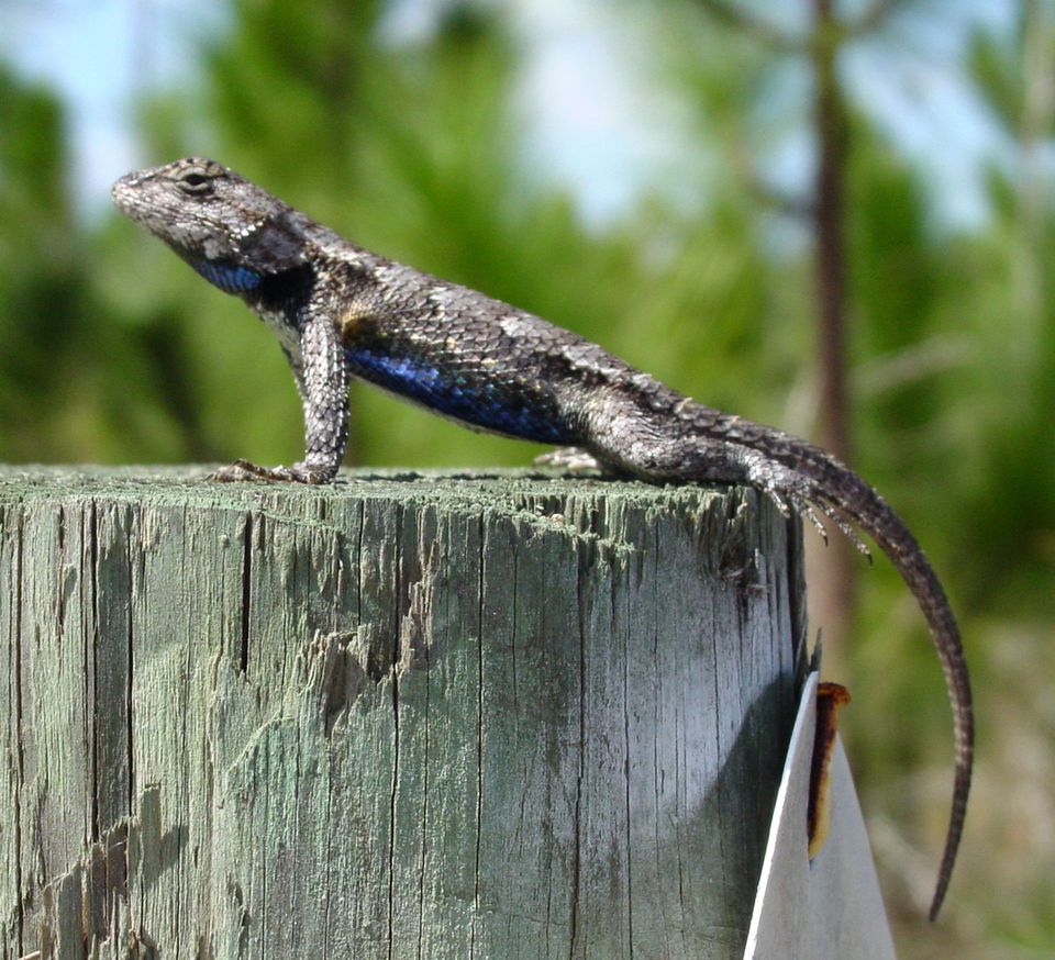 Fence Lizard in Pinnacles National Park