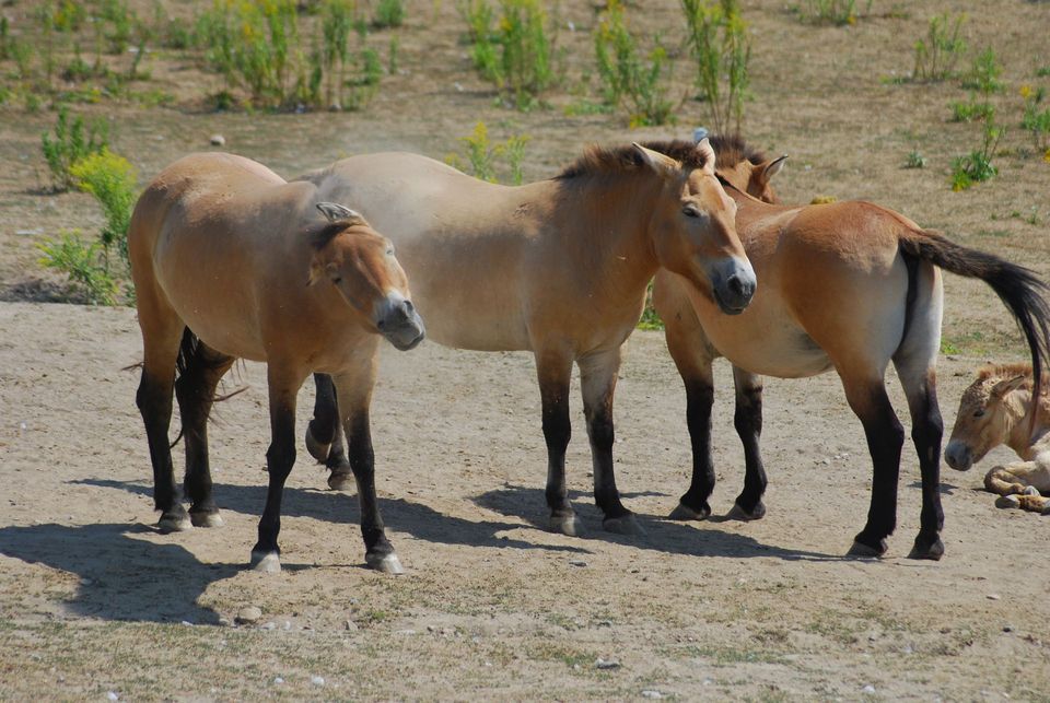 Feral Burro in Death Valley National Park