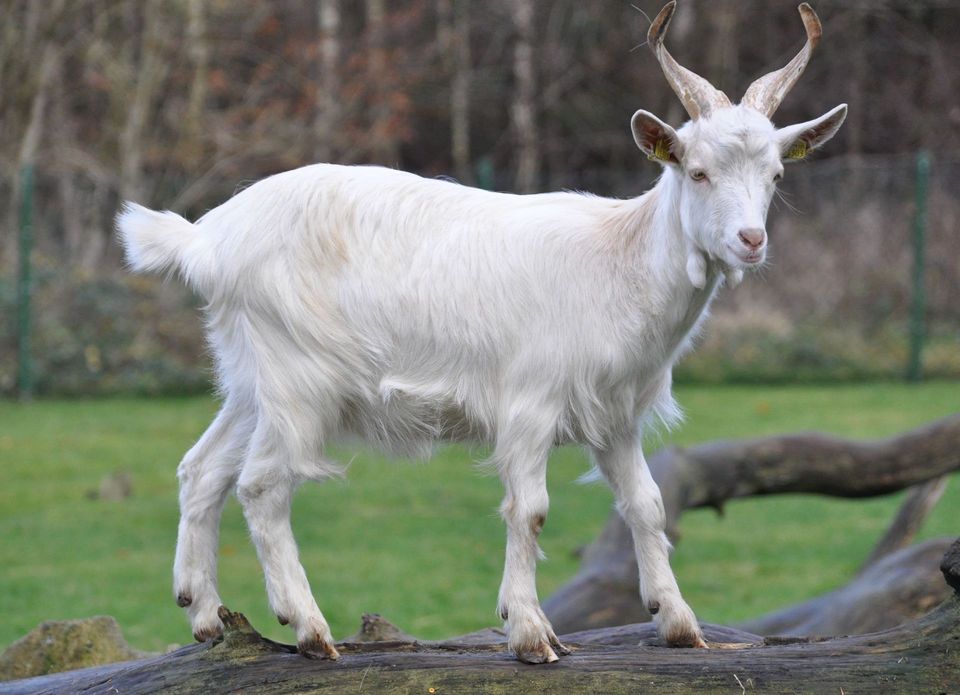 Feral Goat in Killarney National Park