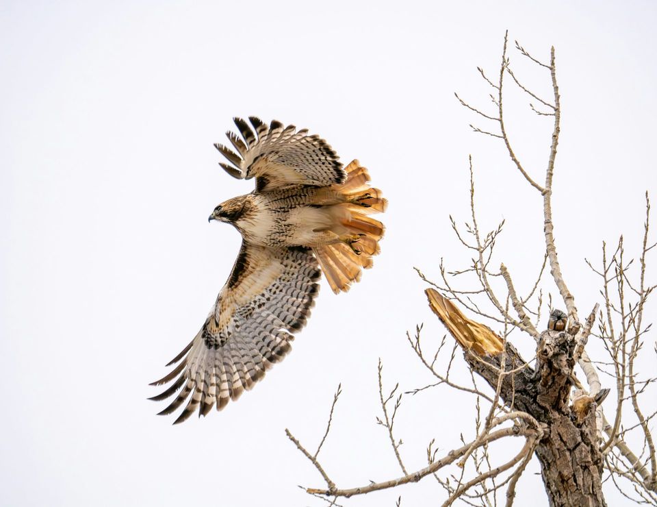 Ferruginous Hawk wildlife guide for Badlands National Park