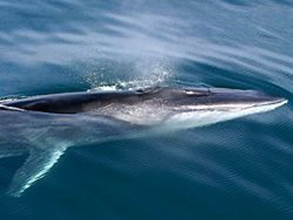 Fin Whale wildlife guide for Channel Islands National Park