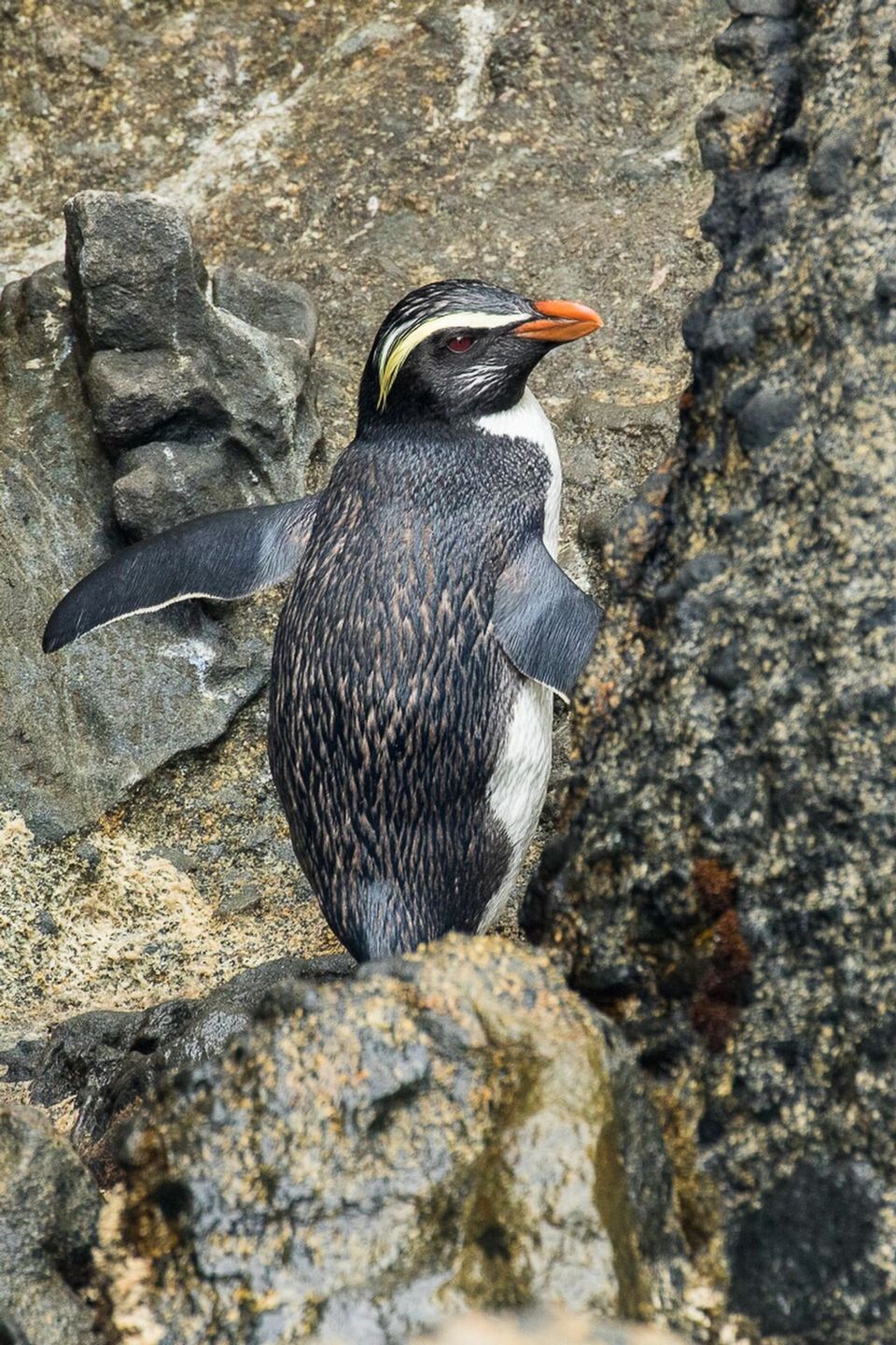 Fiordland Penguin in Fiordland National Park