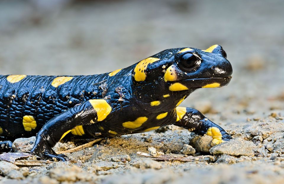 Fire Salamander in Plitvice Lakes National Park