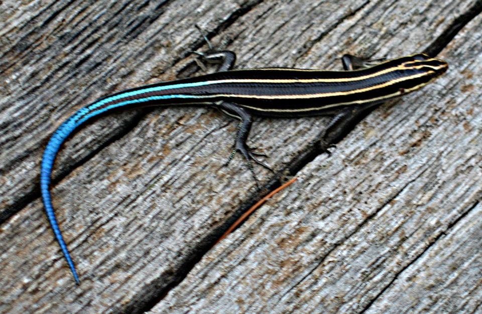 Five-lined Skink in Hot Springs National Park