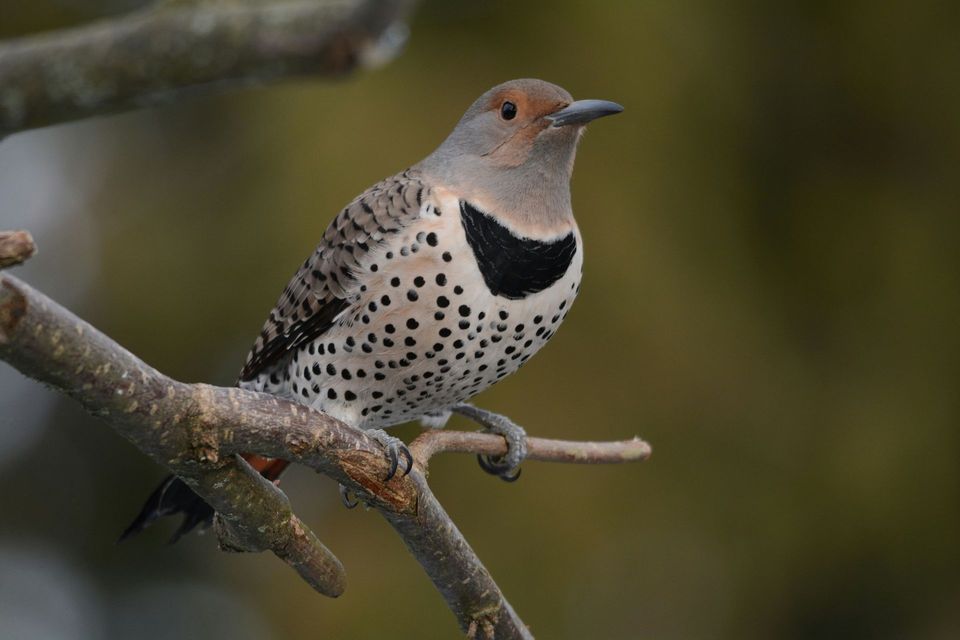 Flicker in Black Canyon of the Gunnison National Park
