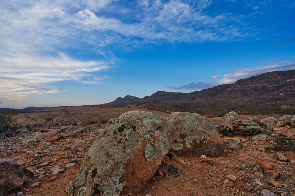 Flinders Ranges Rock Skink