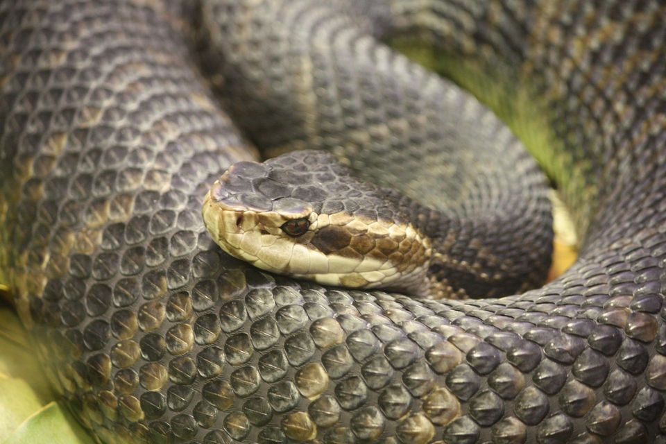 Florida Cottonmouth in Everglades National Park