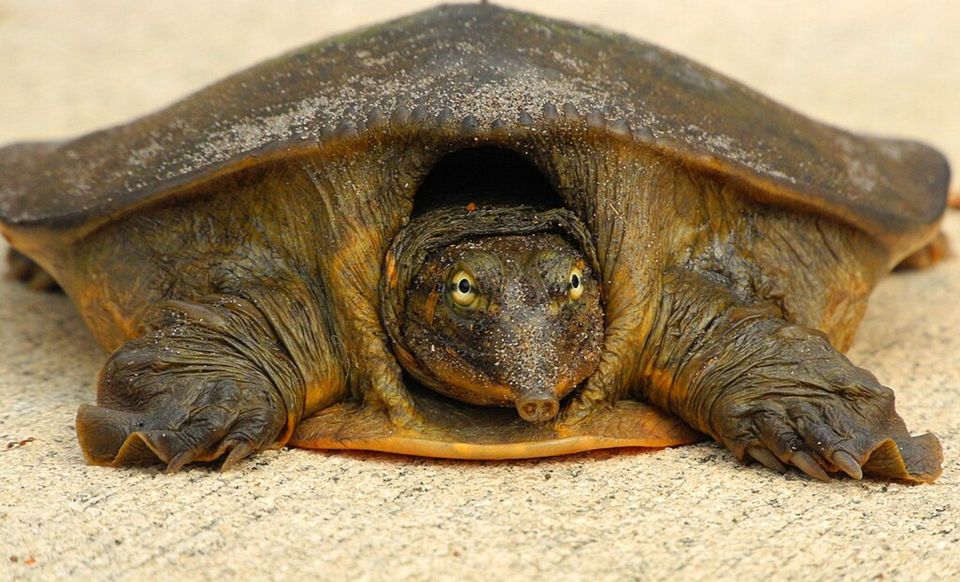 Florida Softshell Turtle in Everglades National Park