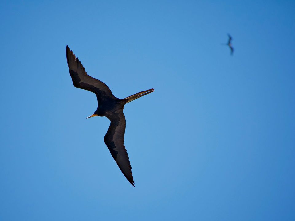 Frigatebird in Road to Hana