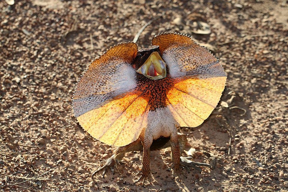 Frilled Dragon in Kakadu National Park